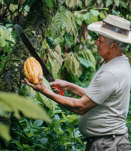 Rain Harvest 2021 (0 Hours Conch)