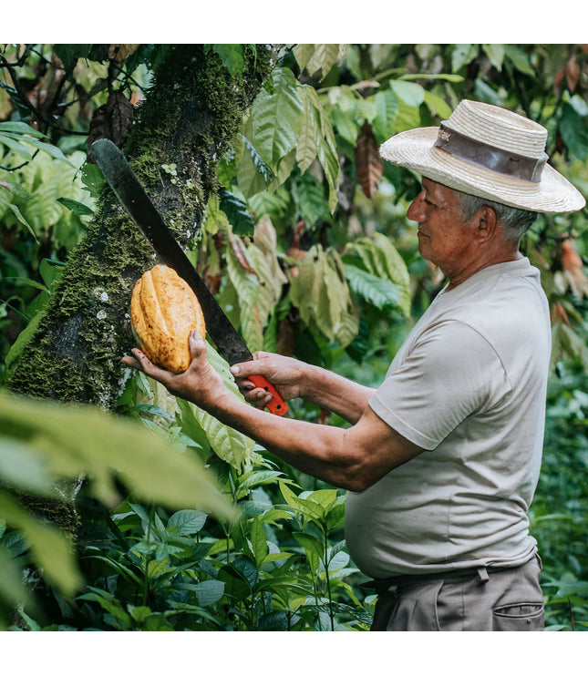 Rain Harvest 2021 (0 Hours Conch)
