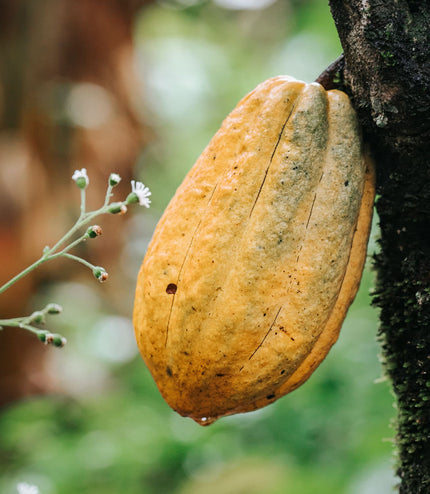 18 Mini Bars (Harvest)