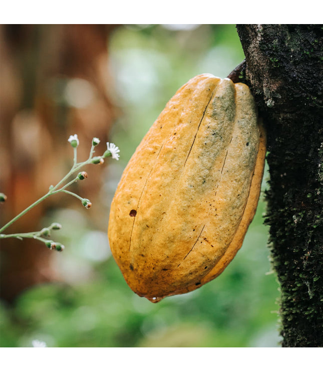 18 Mini Bars (Harvest)