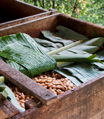 Rain Harvest 2021 (18 Hours Conch)