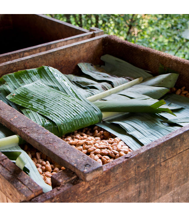 Rain Harvest 2021 (18 Hours Conch)