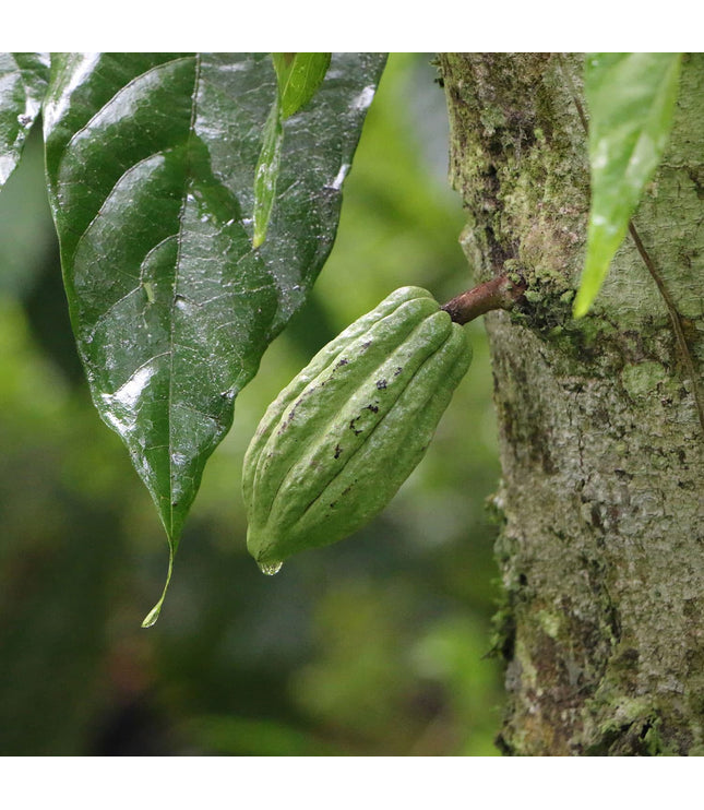 Rain Harvest 2021 (0 Hours Conch)