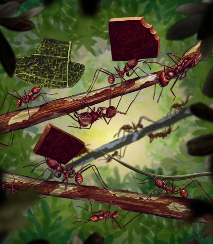 Fine Art Print - Amazonian Ants