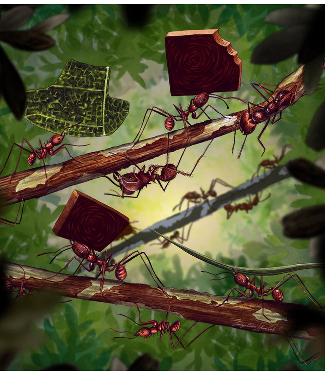 Fine Art Print - Amazonian Ants