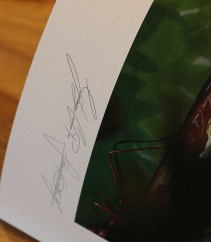 Fine Art Print - Amazonian Ants