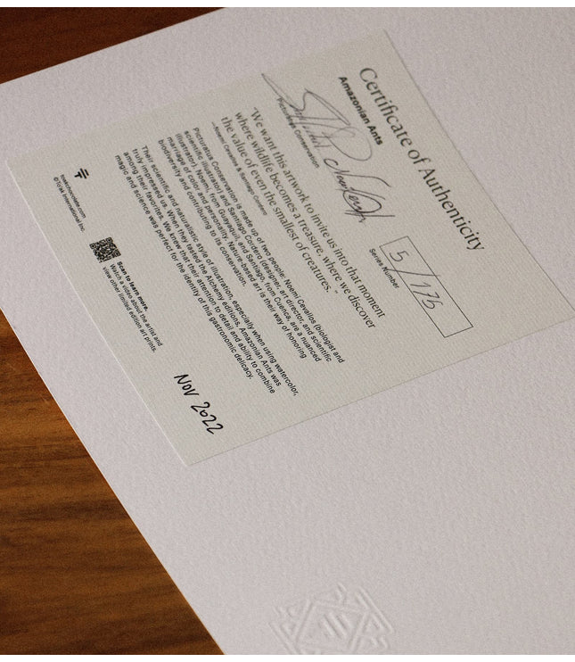 Fine Art Print - Amazonian Ants